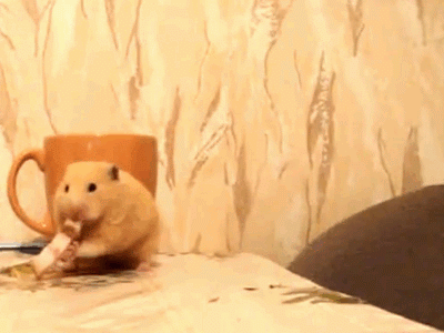 cat_hamster_gif.gif
