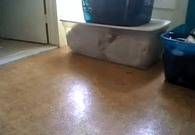 catism (1).gif