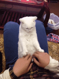 catism.gif