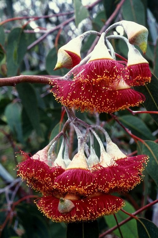 cc04455bacdb991844022aa81ef36770--strange-flowers-unusual-flowers.jpg