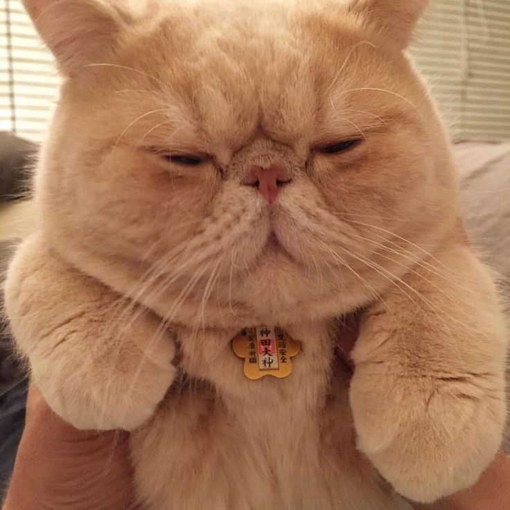 cefedd4552a9ed475508fe8181aa1f16--accessories-exotic-shorthair.jpg