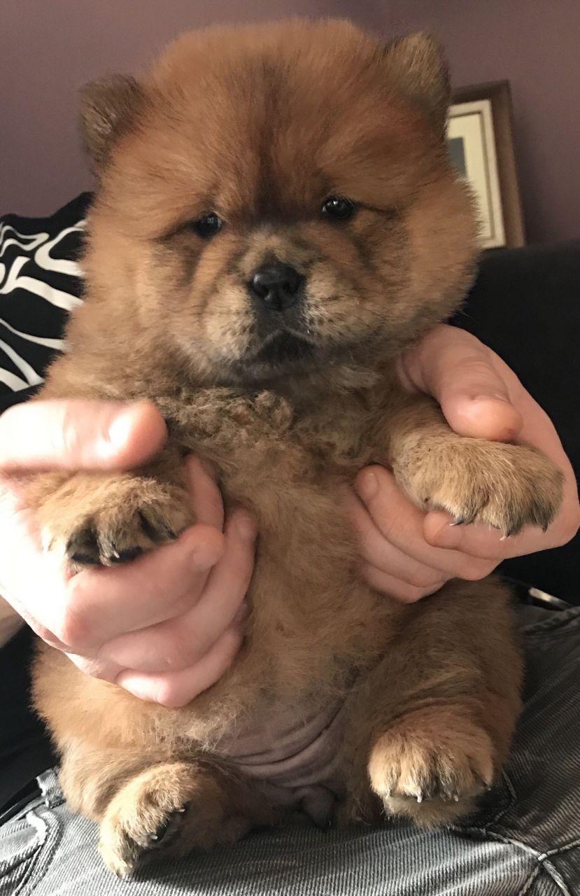 chow-chow-602465.jpg