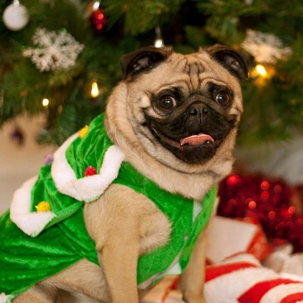 christmas-tree-dog-costume-22020.jpg