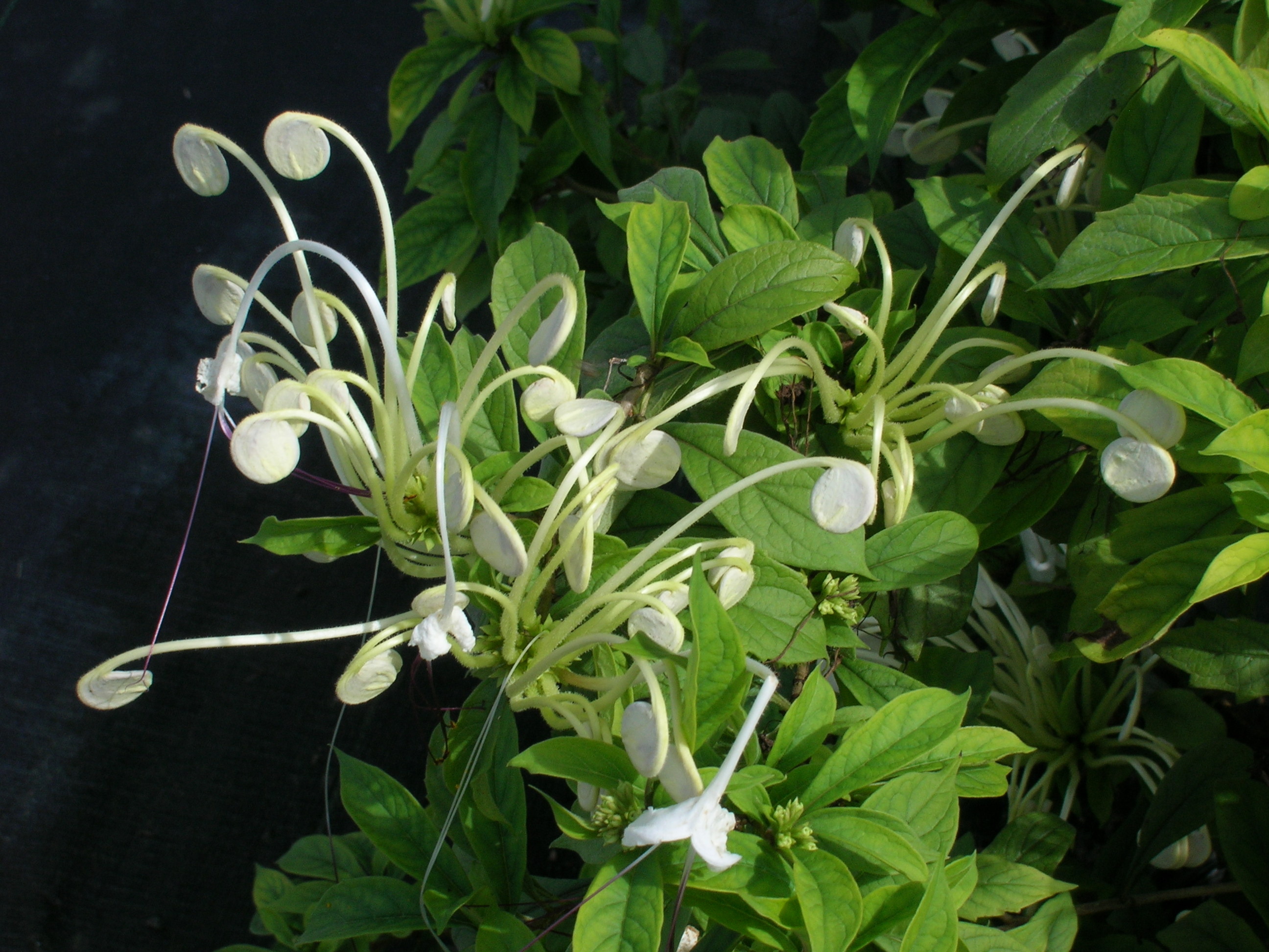 Clerodendrum-incisum-Musical-Notes.jpg