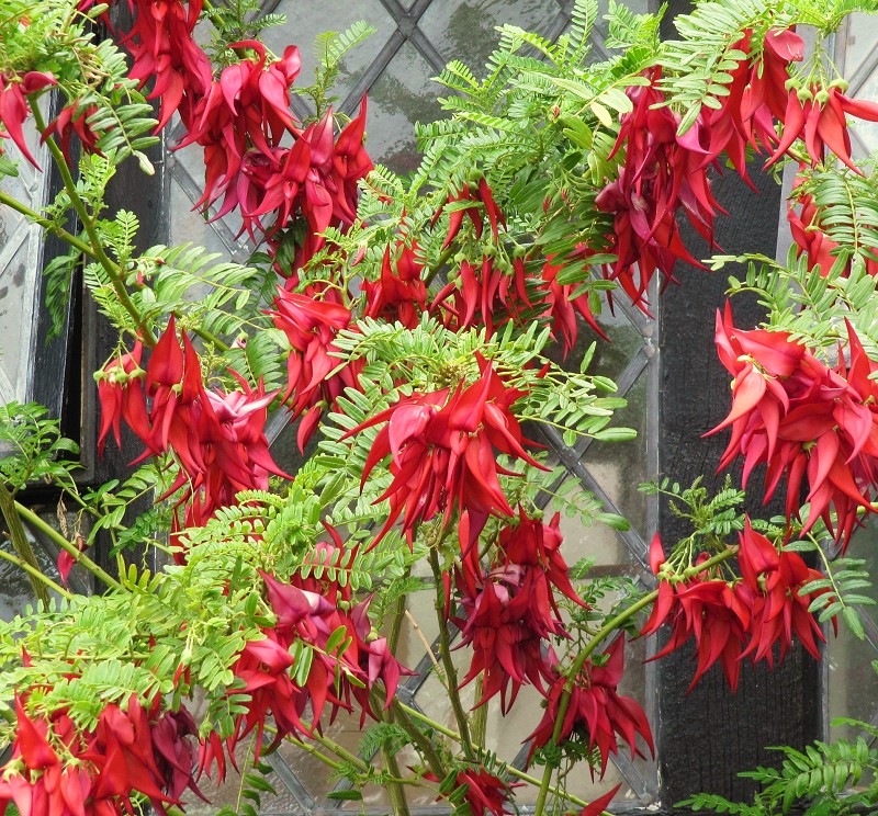 Clianthus_maximus_Leonora_Enking_1.jpg