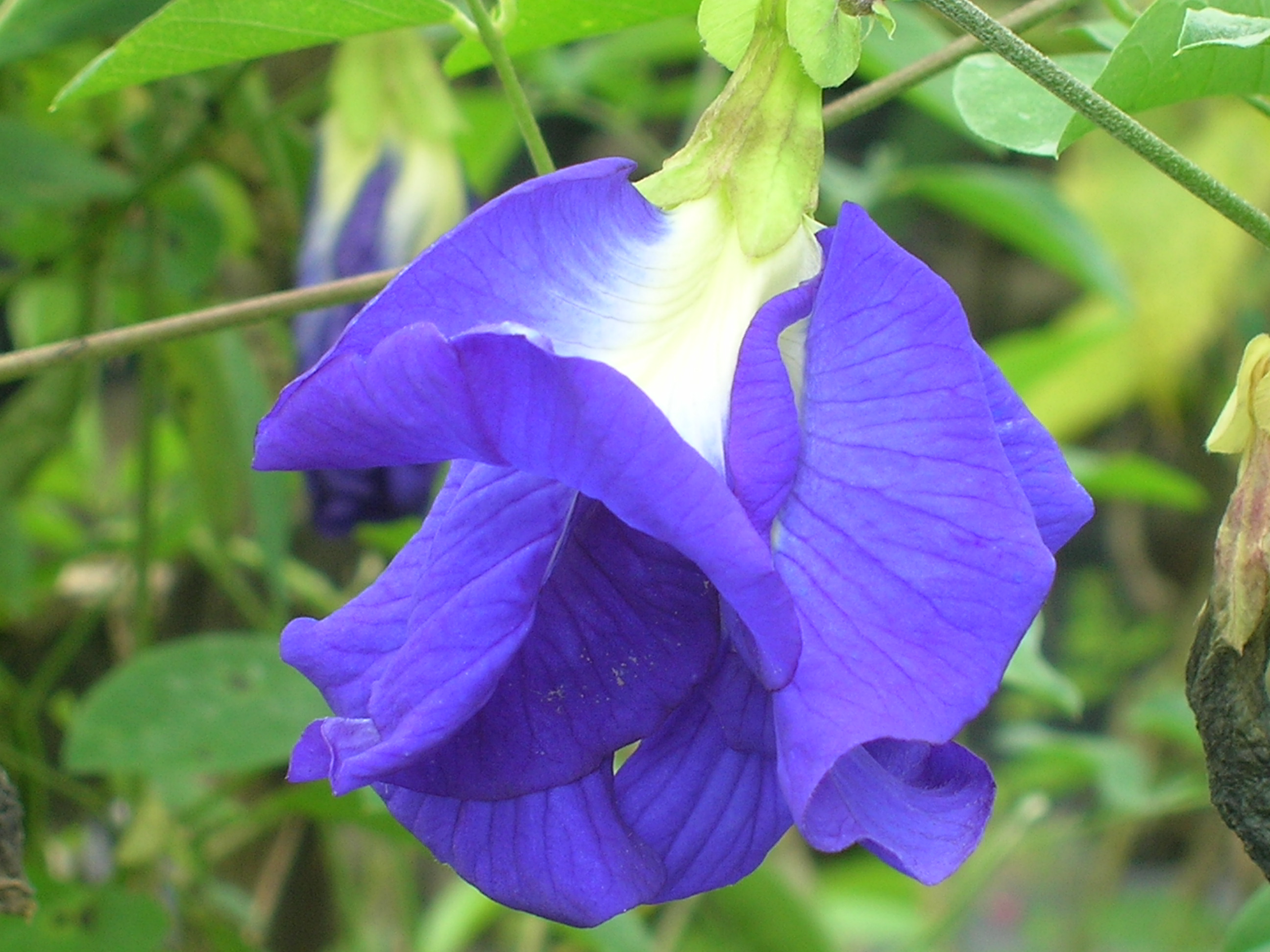 Clitoria-ternatea-Butterfly-Pea3.jpg