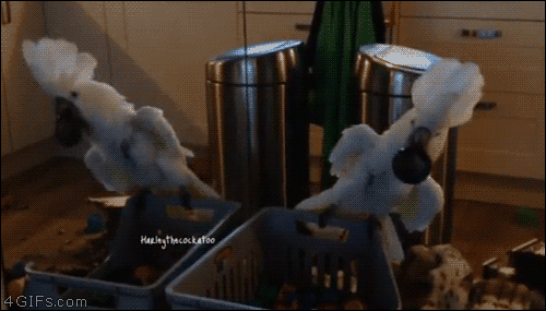 Cockatoo-bird-parrot-mirror-scare.gif