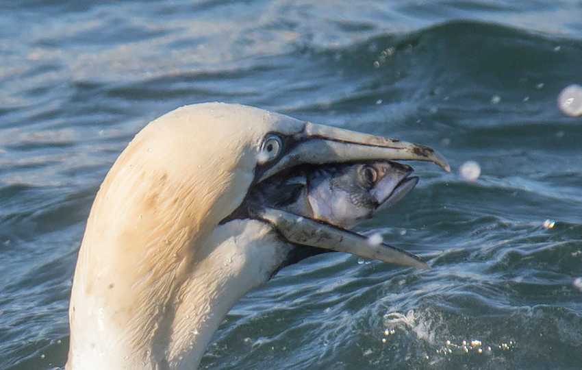 comedy-wildlife-photography-awards-2016-41-57f10b250fa1c__880.jpg