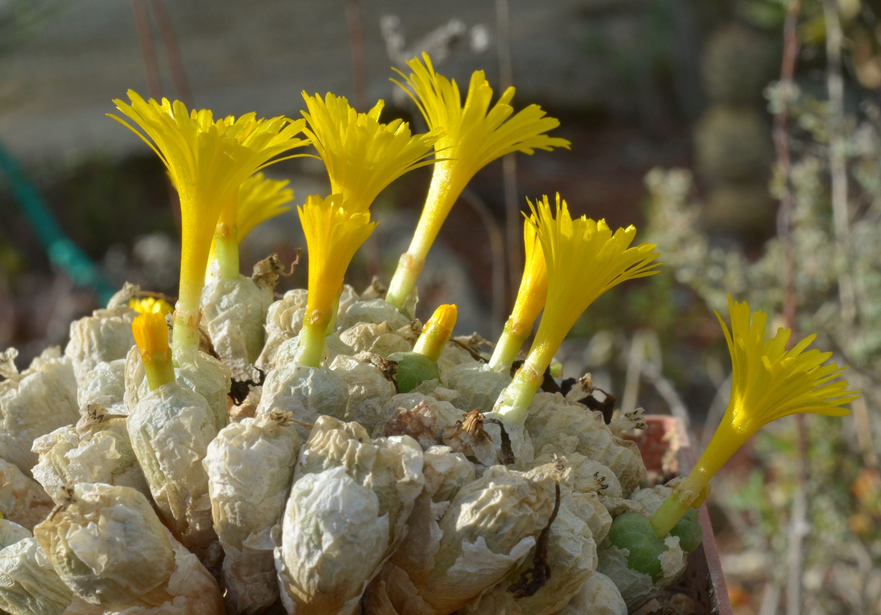 conophytum-ectypum-var.-tischleri.jpg
