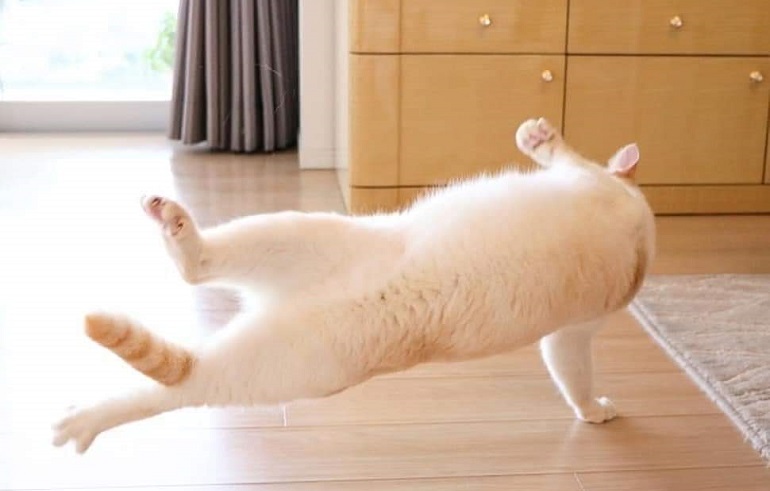 cot-acrobat.jpg