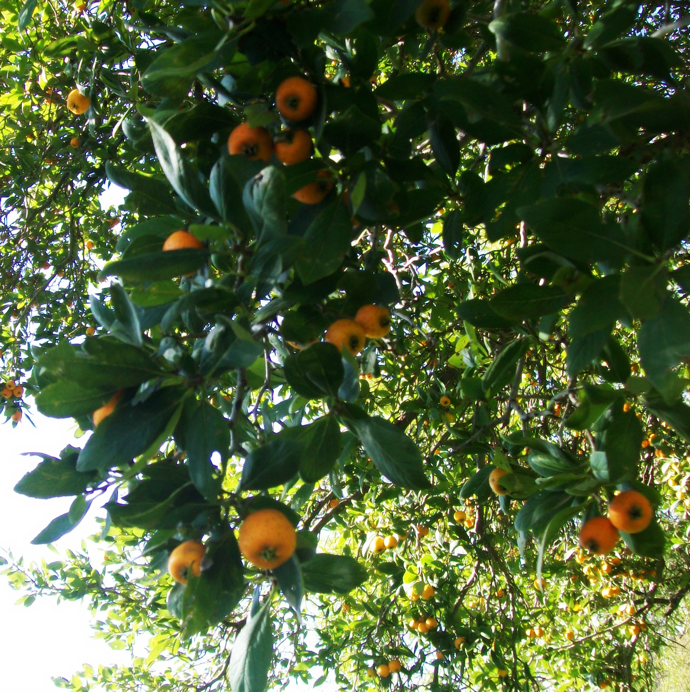 crab-apples.jpg