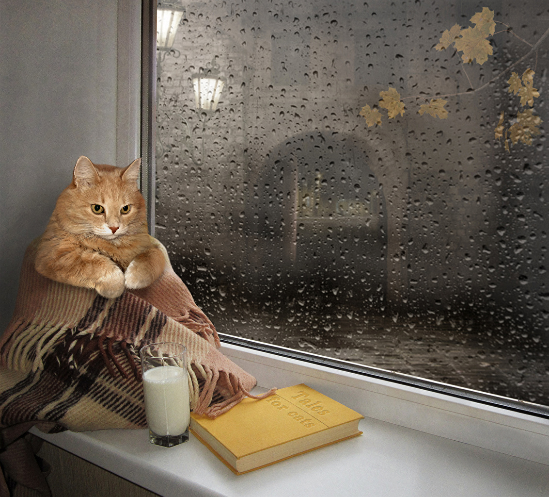 Creative_Cats_Milk_Highball_glass_Book_Window_525394_1133x1024.jpg
