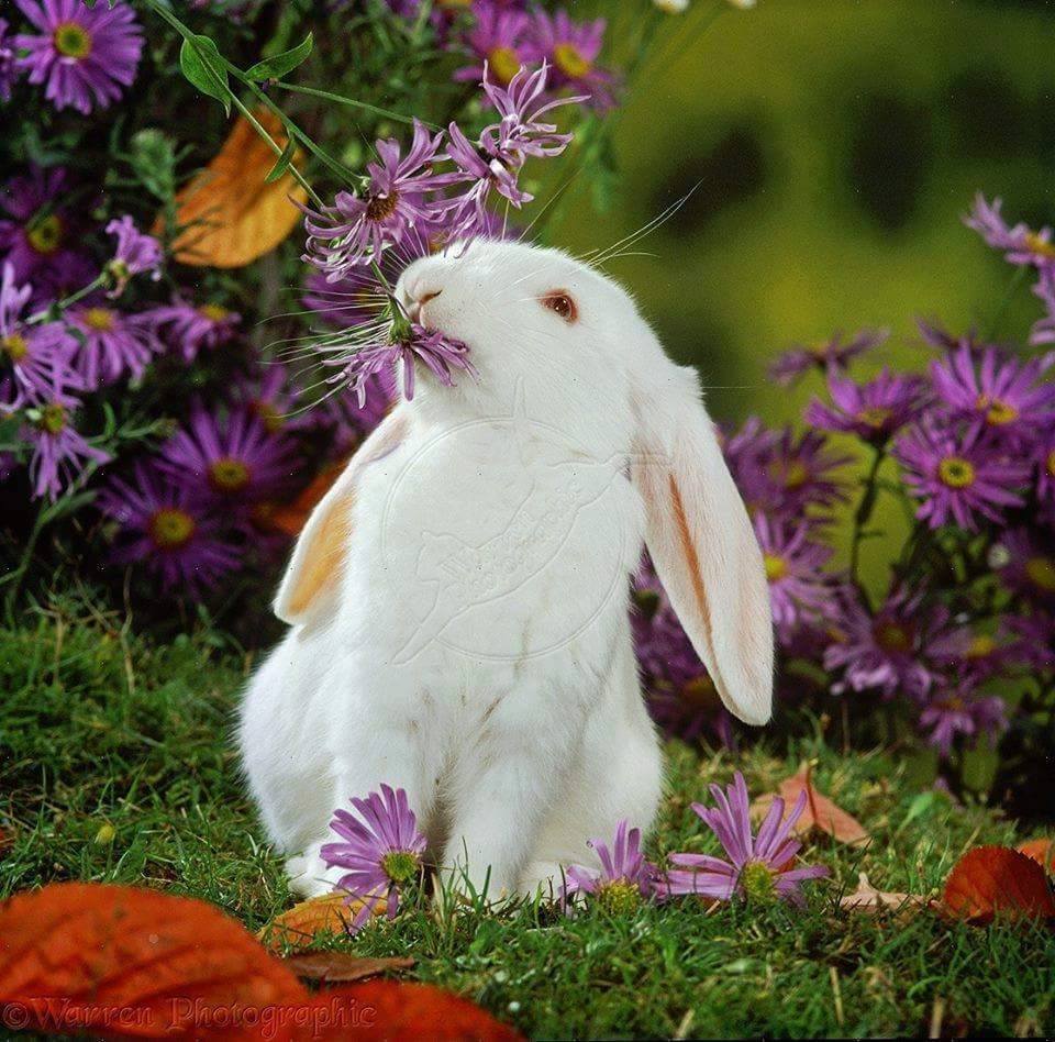 cute-and-lovable-pictures-of-rabbits-17.jpg