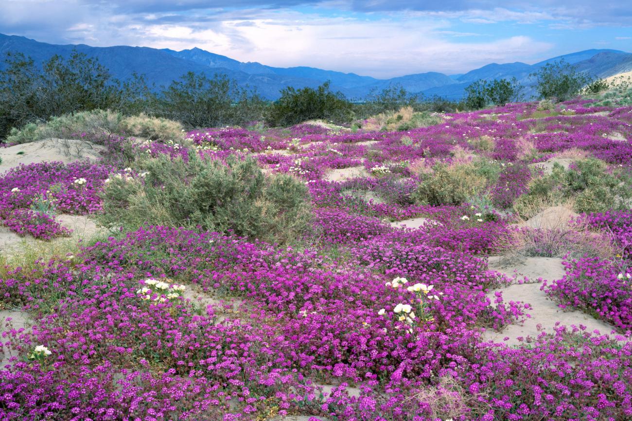 cvetuschaya-pustynya-anza-borrego-ssha-free.jpg