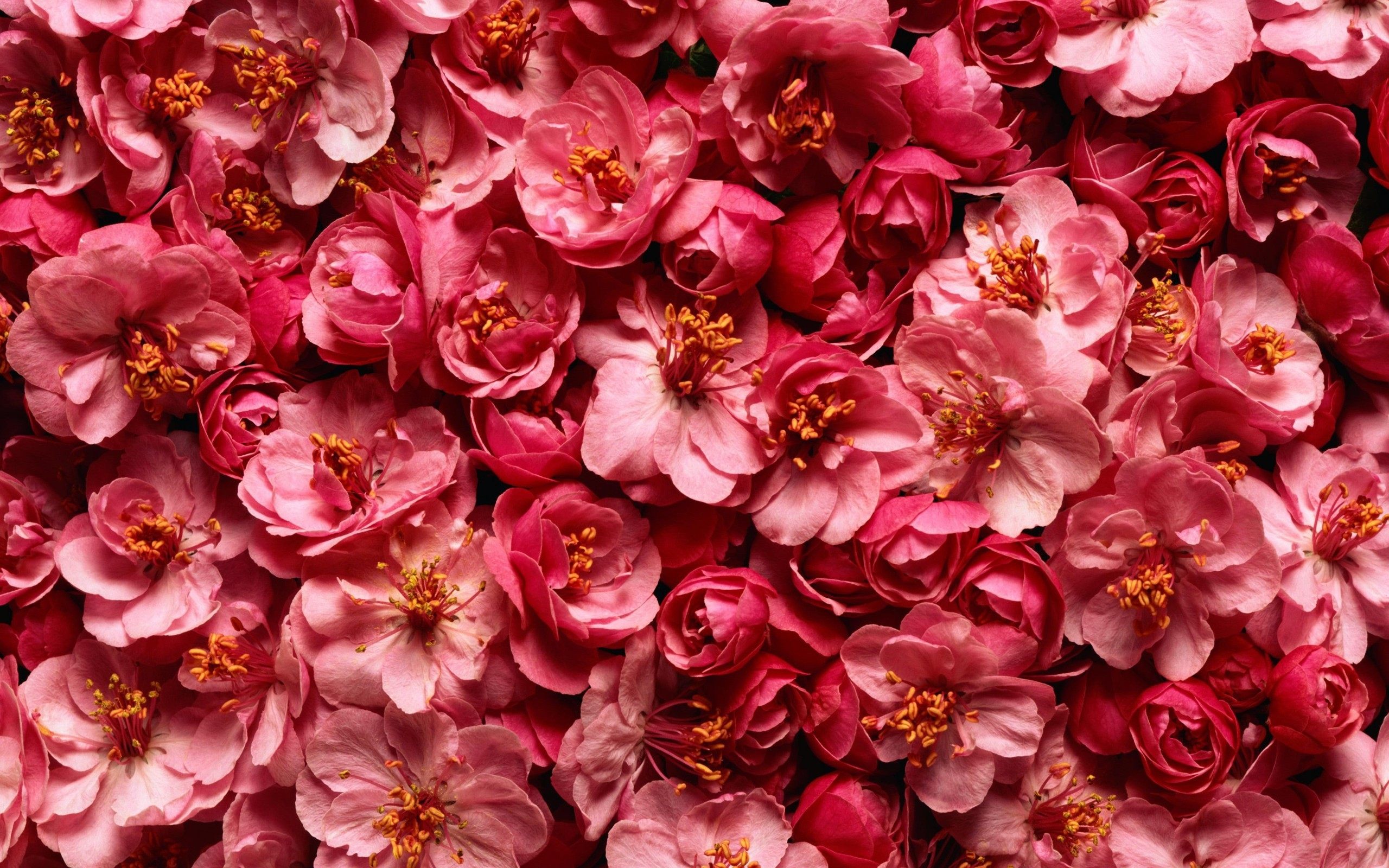 cvety_fon_dikaya_roza_2560x1600.jpg