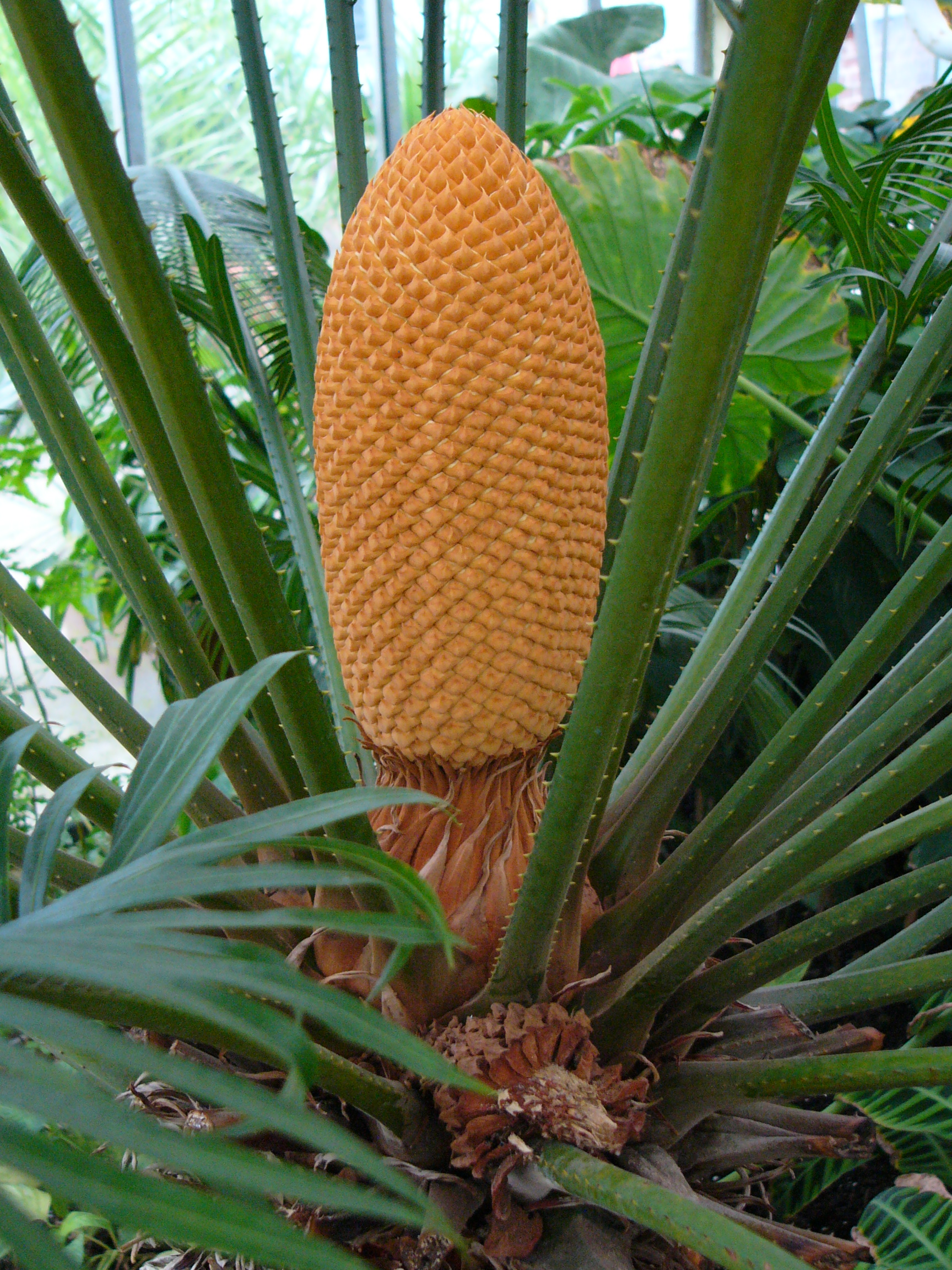 Cycas_circinalis_male_cone_in_Olomouc.jpg