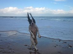 d3b4e58b18378fb6512d1c4570d44a6b--funny-dogs-funny-animals.jpg