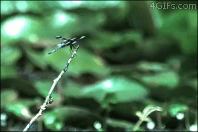 D4CK7.gif