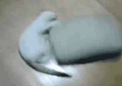 d50c7d5b4193.gif