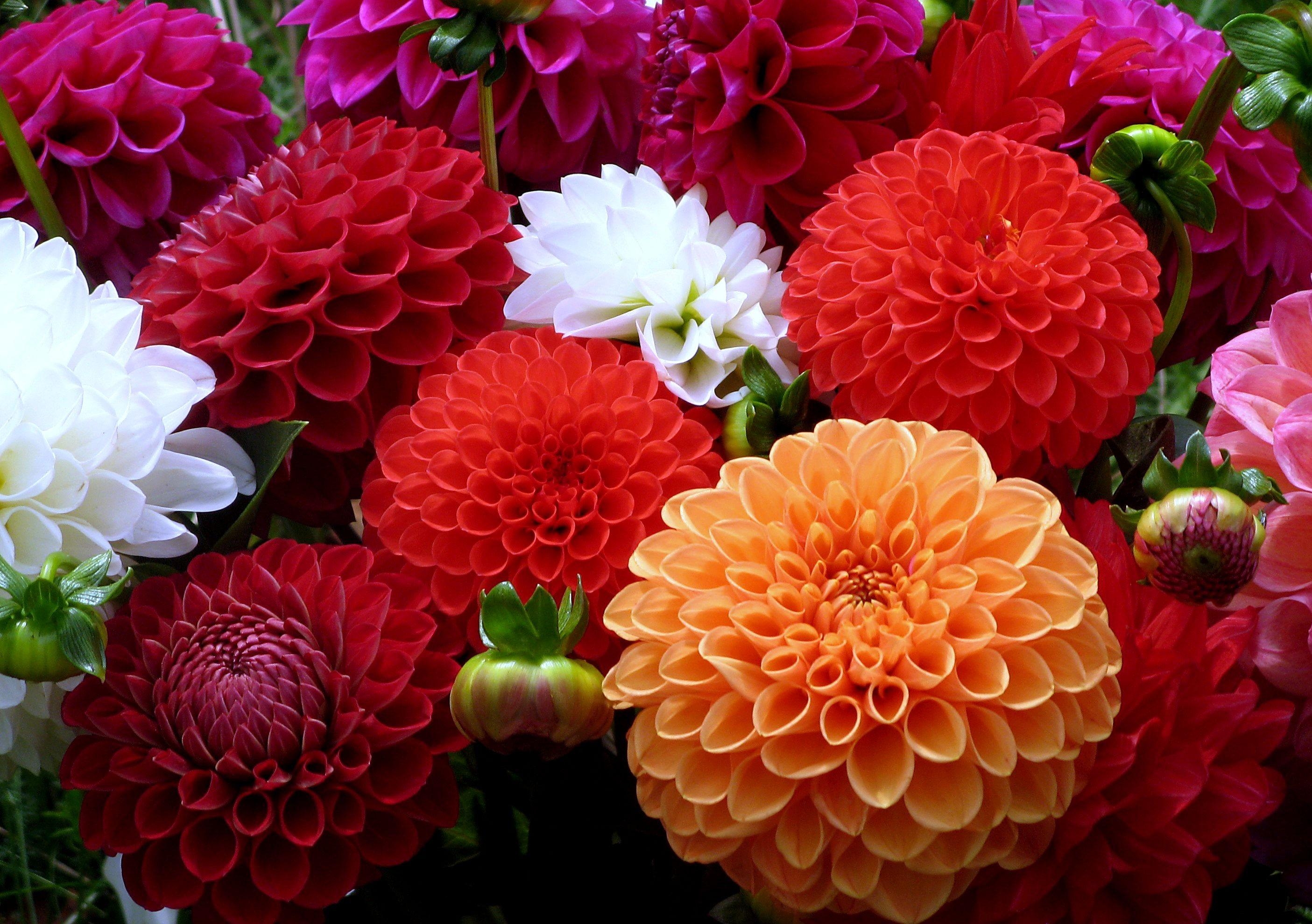 dahlias_flowers_bouquet_close-up_43504_2810x1980.jpg