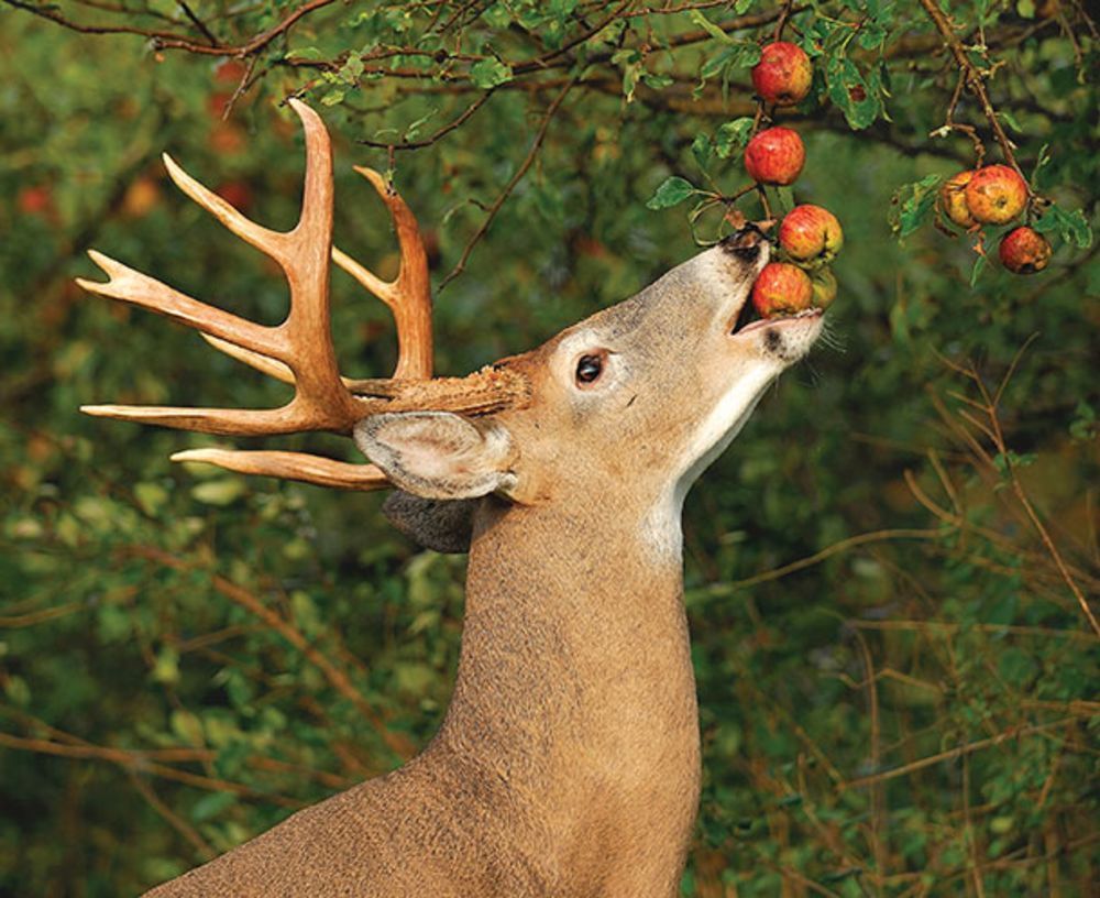 deer.jpg