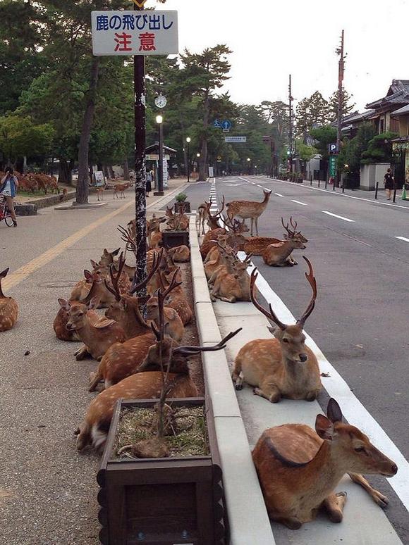 deers02.jpg