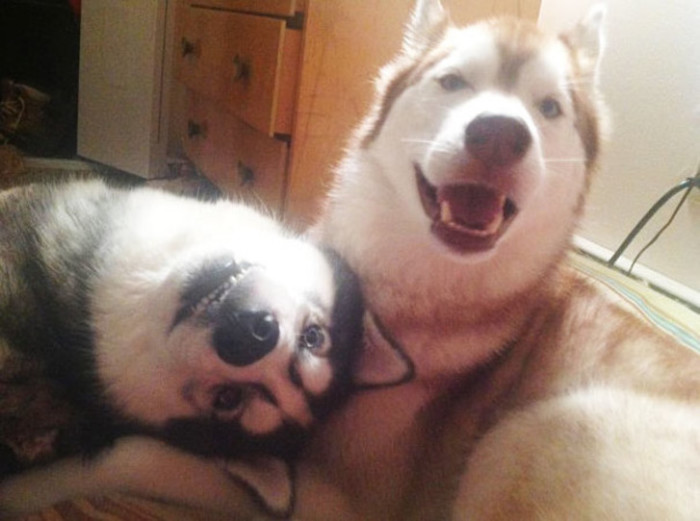dog-best-friends-4.jpg