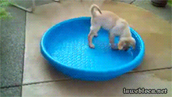 dogfail15.gif