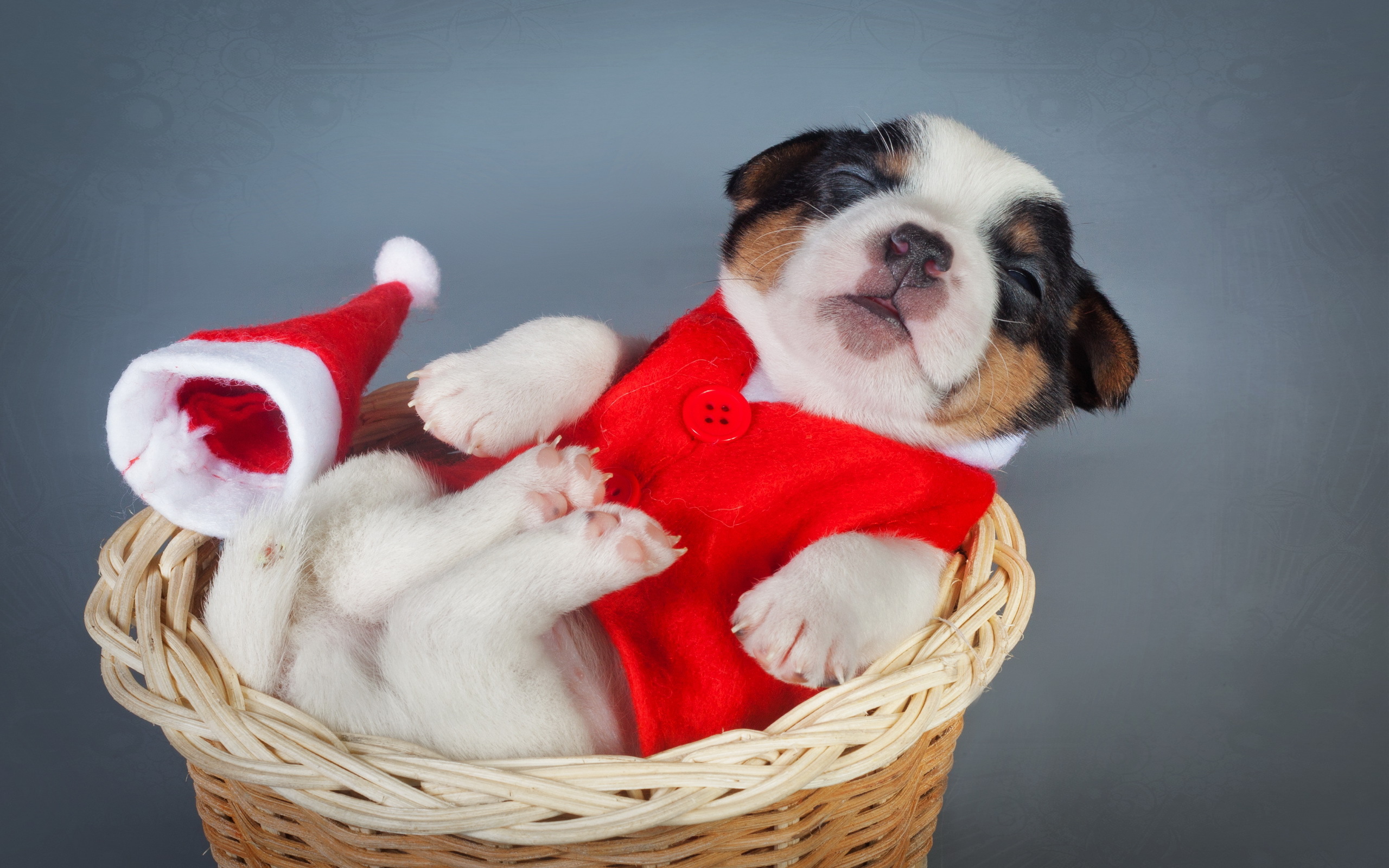 dogs-christmas-new-year-puppy-animals-wallpaper-1.jpg