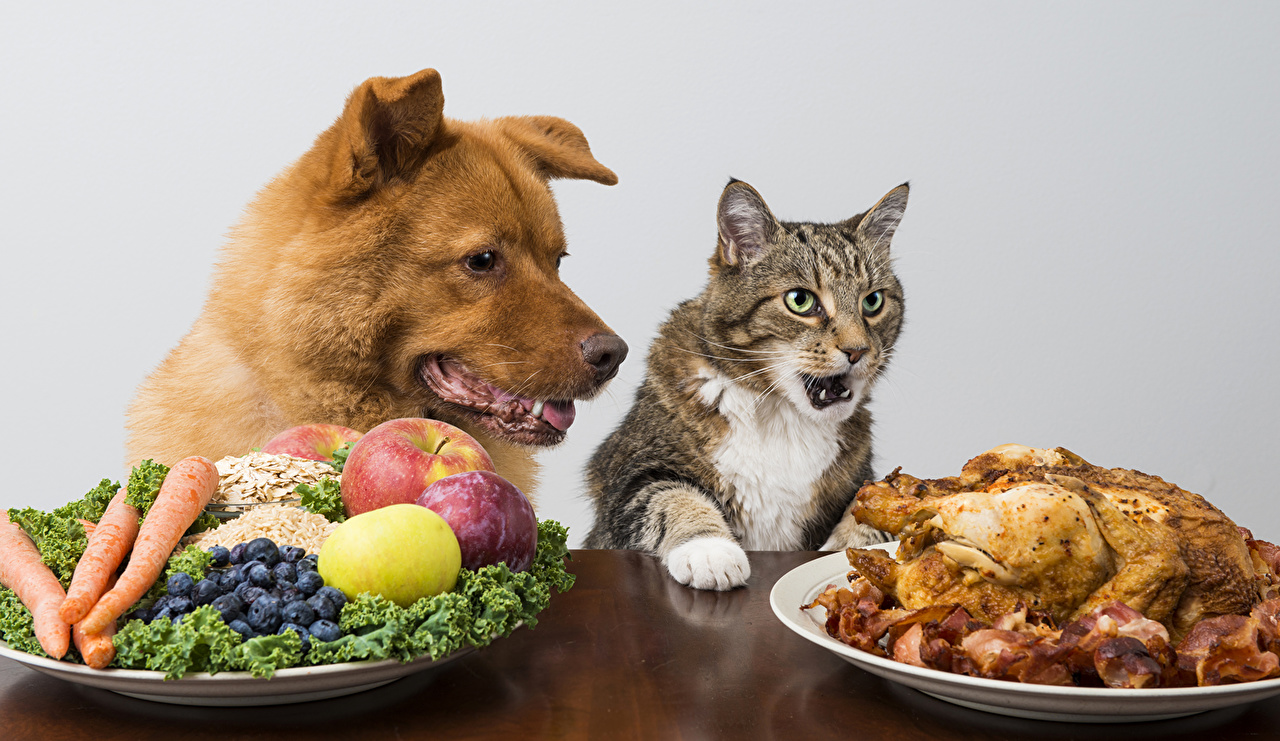 Dogs_Cats_Roast_Chicken_490704.jpg