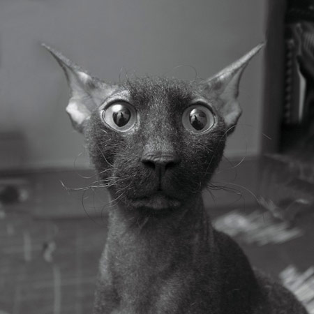 don_sphynx_01.jpg