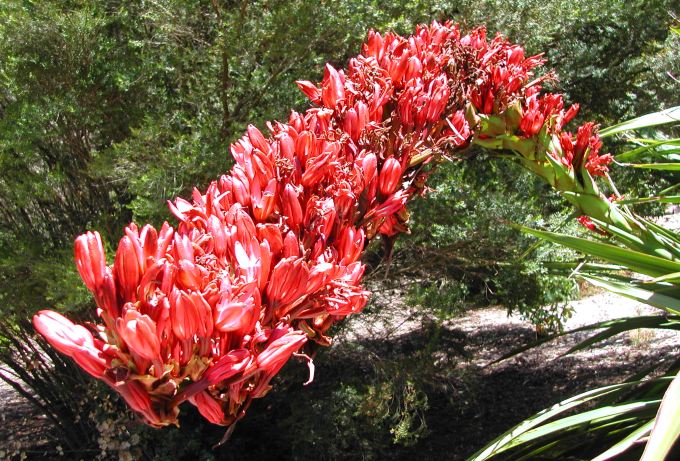 Doryanthes_palmeri_Spear_Lily_2699.jpg