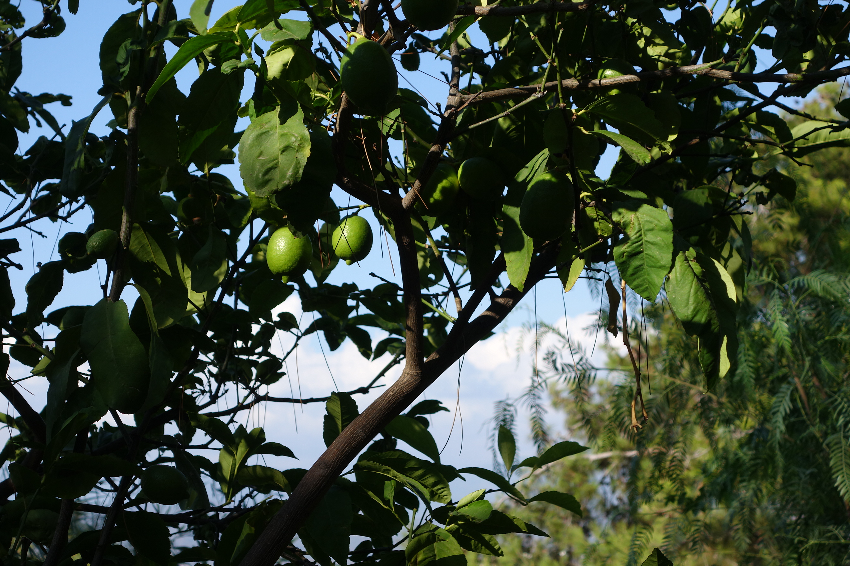 DSC06609.JPG