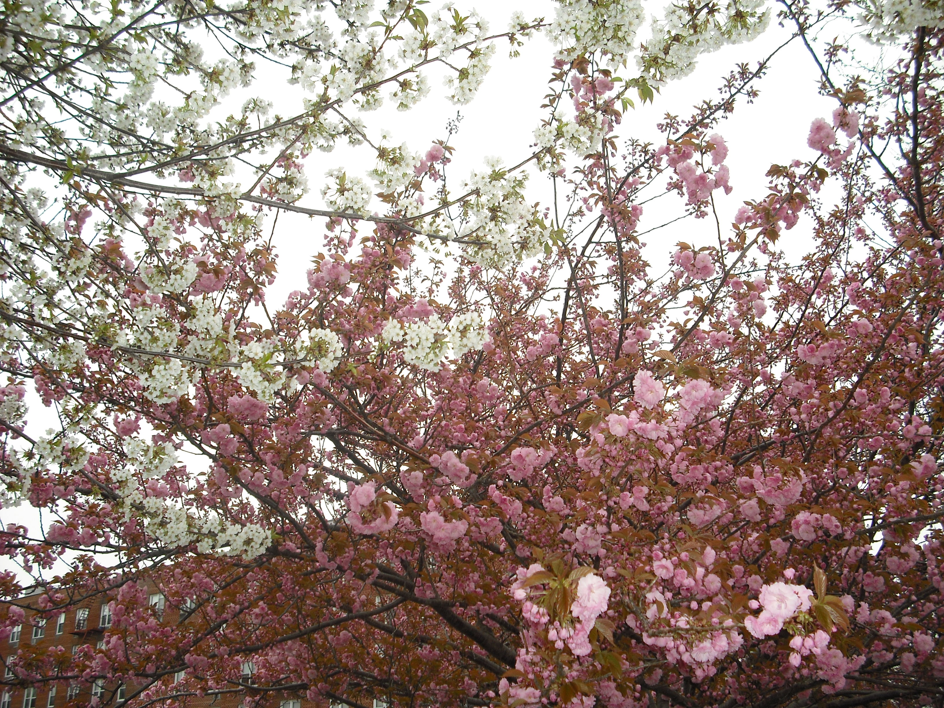 DSCF2034.JPG