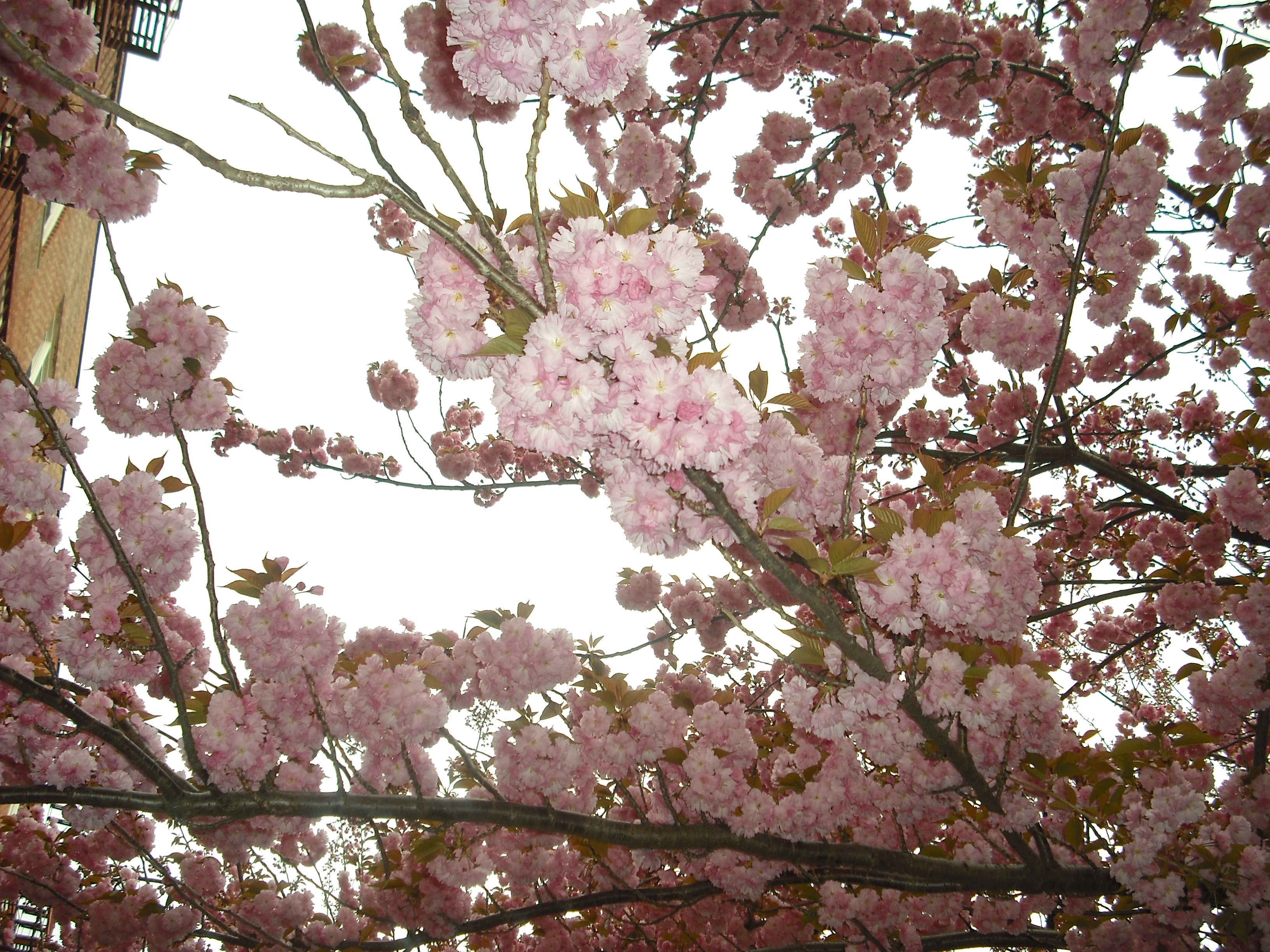DSCF2044.JPG