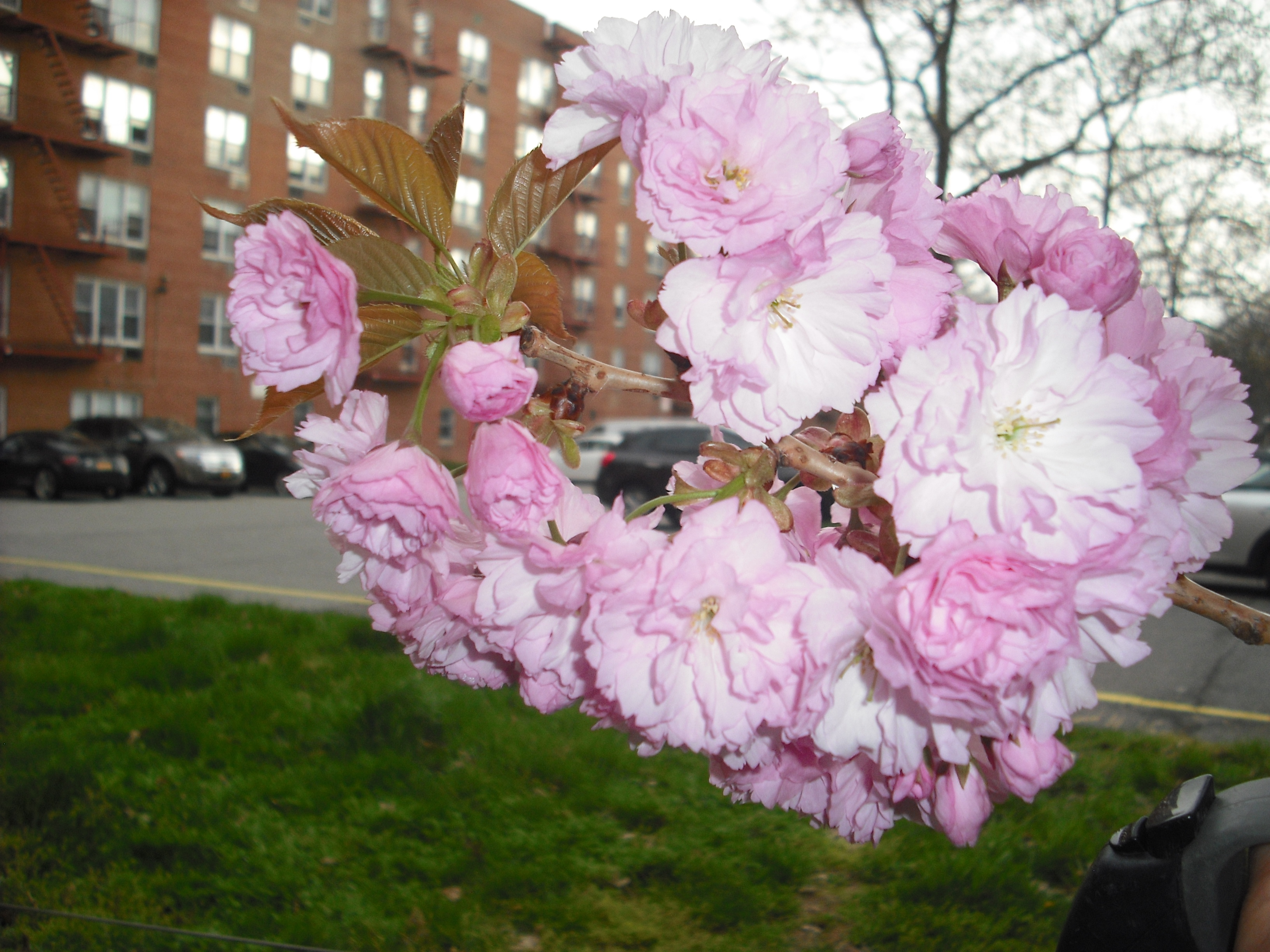 DSCF2047.JPG