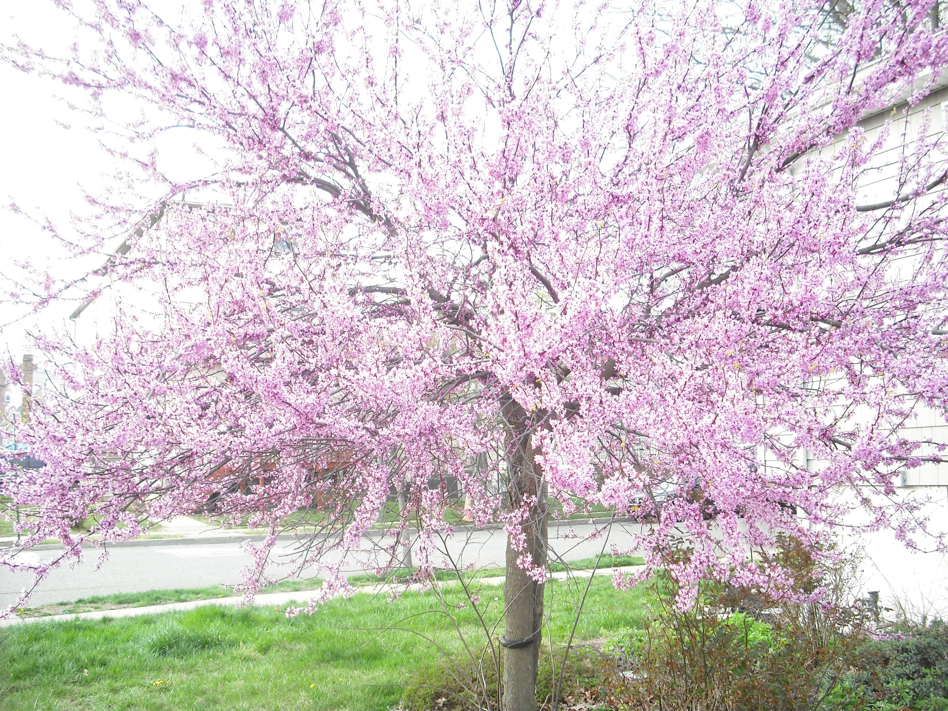 DSCF2054.JPG