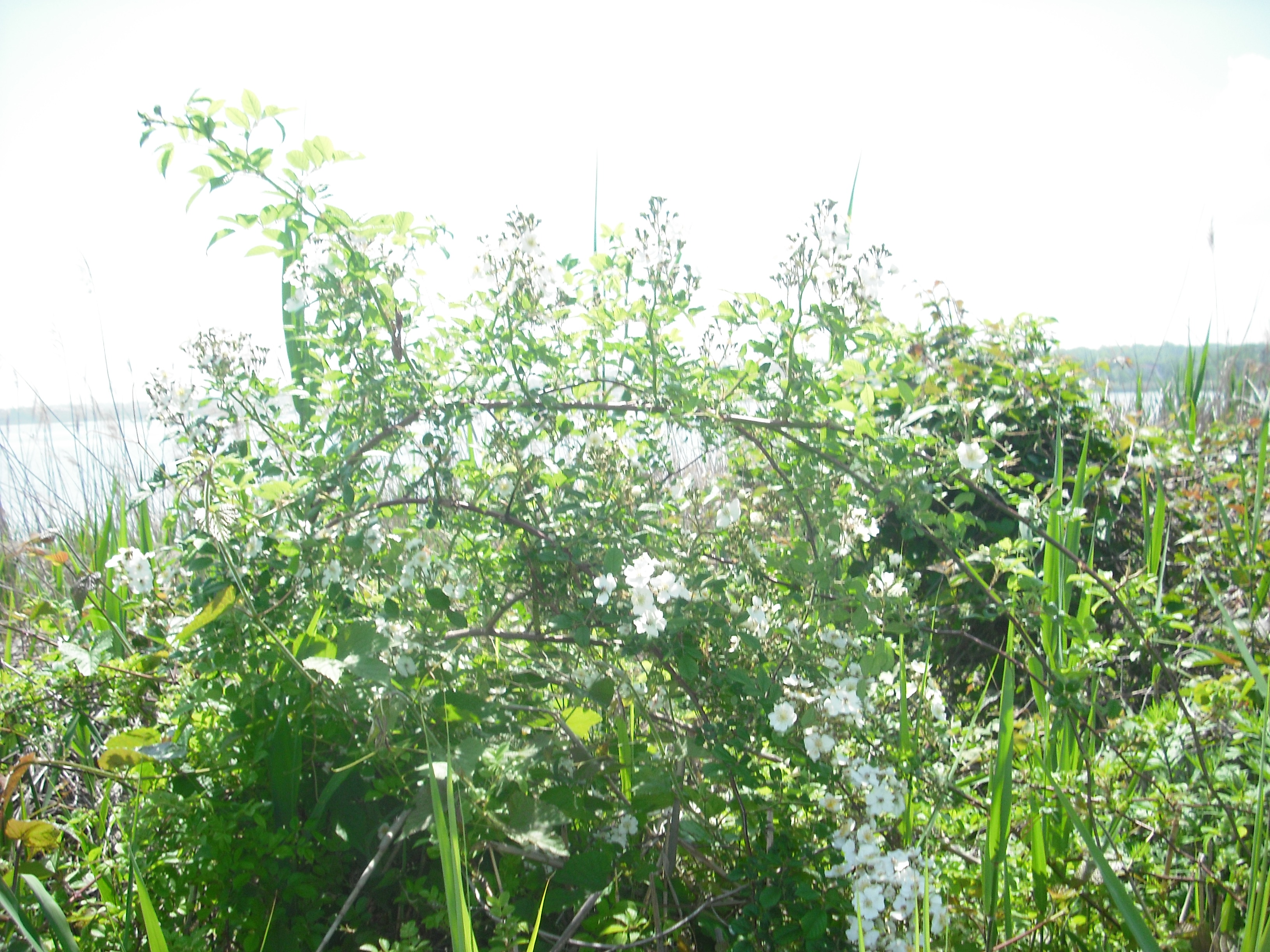 DSCF2380.JPG
