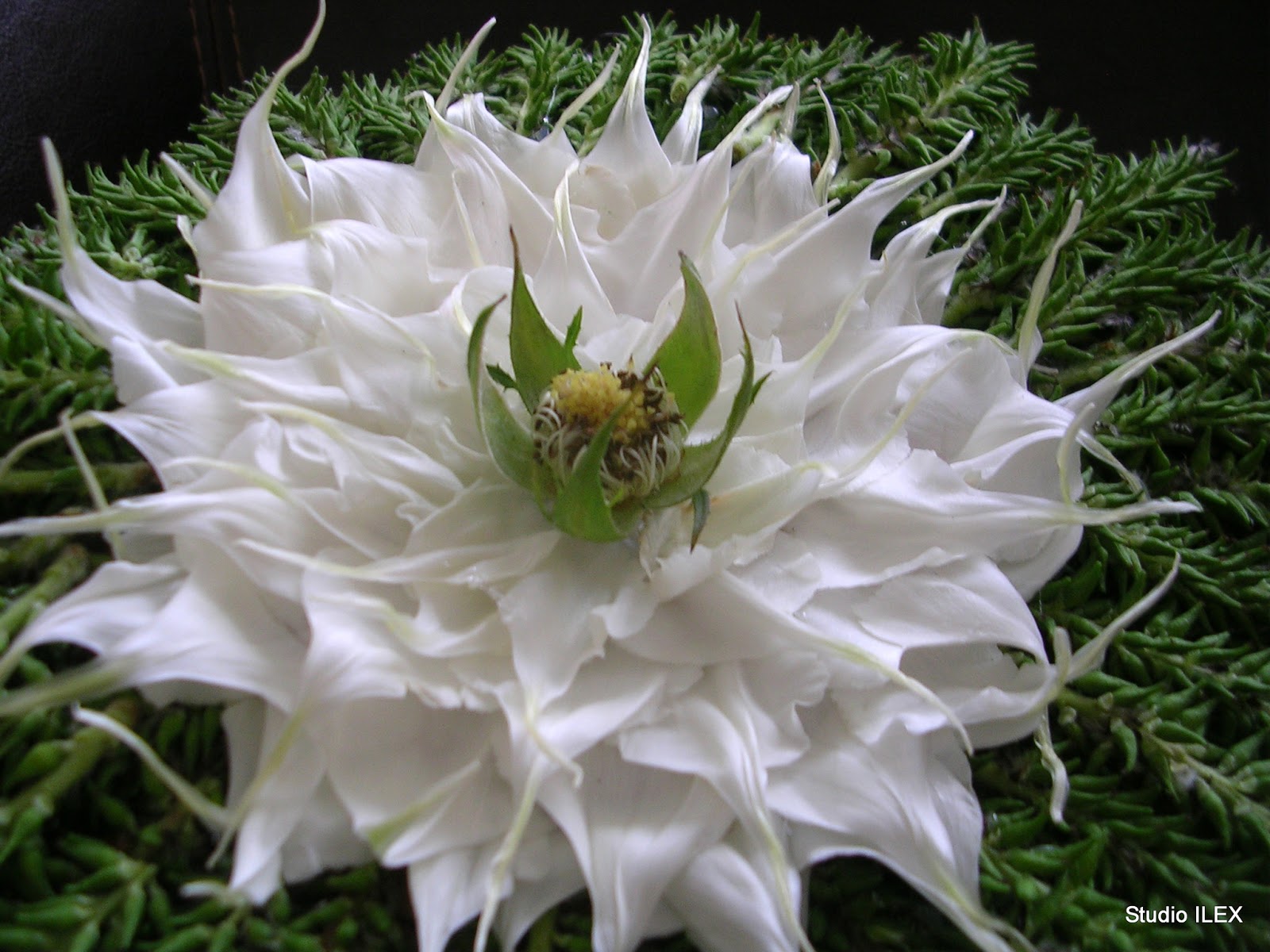 DSCN5621.JPG