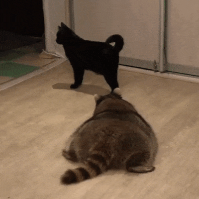 dzen (12).gif