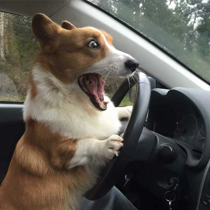 e0346904e1665d3804045fdc1250eb6c--funny-cats-and-dogs-cute-dogs.jpg