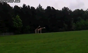 E612m.gif