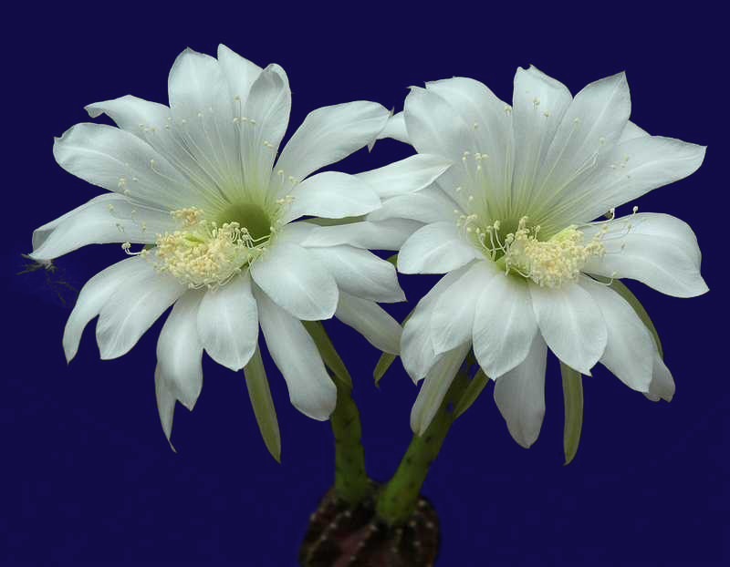 Echinopsis-.jpg