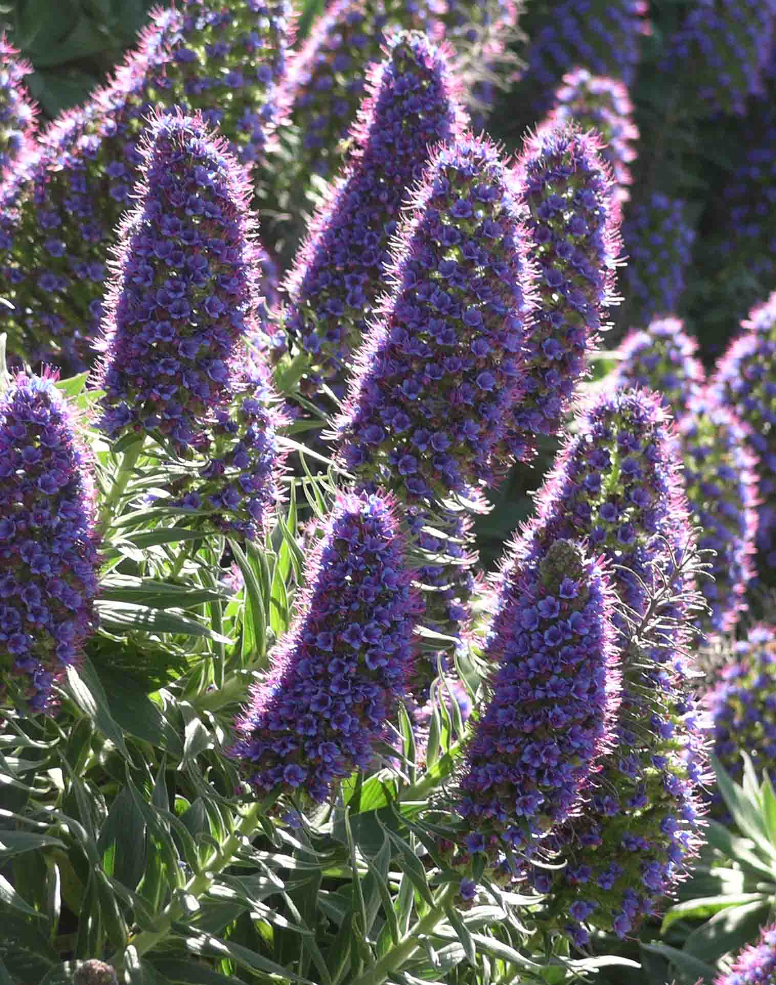 Echium_candicans1311.jpg