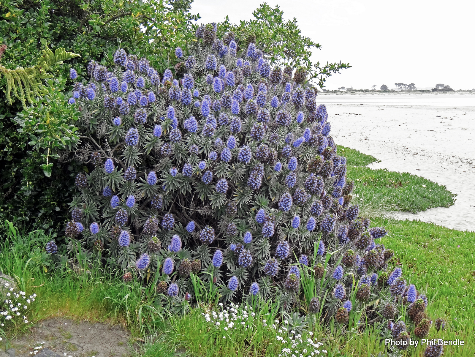 Echium_candicans___Pride_of_Madeira-009.JPG