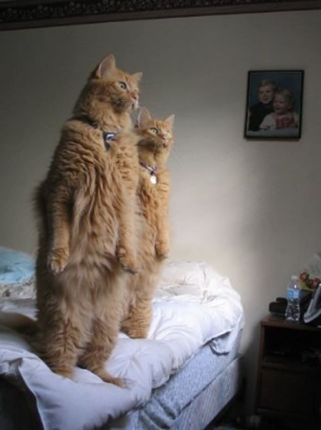 eeed6677043f2625cf5bb7059e1815ed--so-funny-funny-cats.jpg