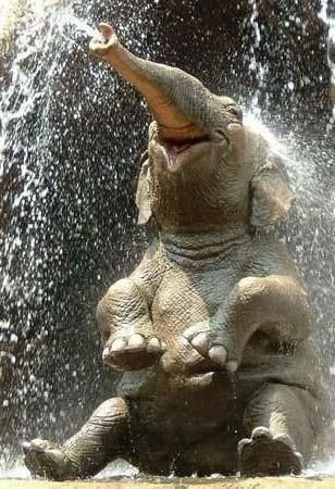 elefant.jpg