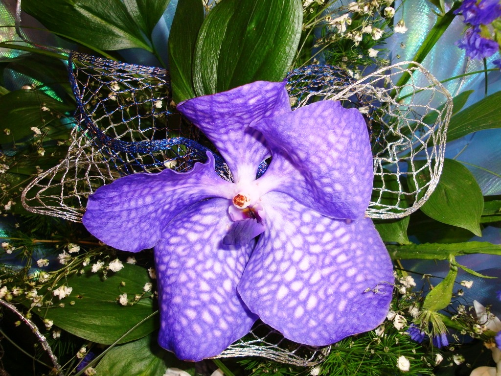 exotic05.jpg