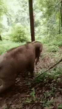 ezgif_com-optimize_3 (4).gif
