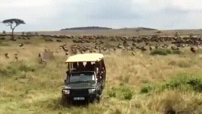 ezgif_com-resize.gif